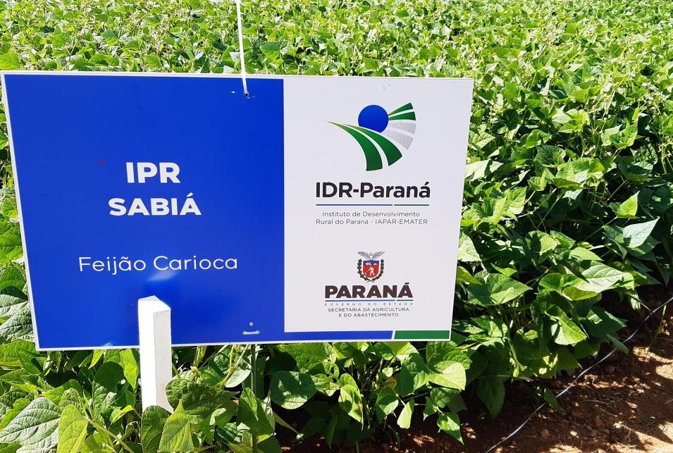 Instituto de Desenvolvimento Rural do Paraná (IDR) - Variedade de feijão